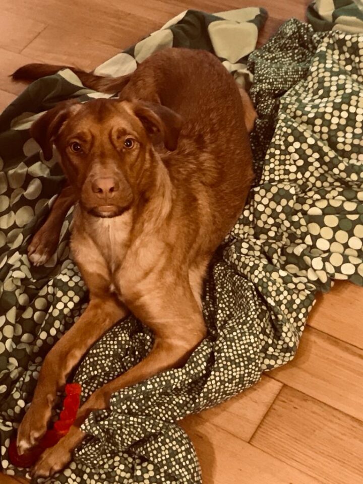cane su cuscino