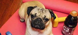 cane palestra