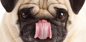 cane_dolce